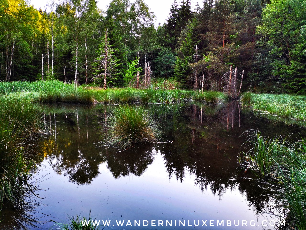 Mehr über den Artikel erfahren Rammeldingen – Grünewald – 5,7km