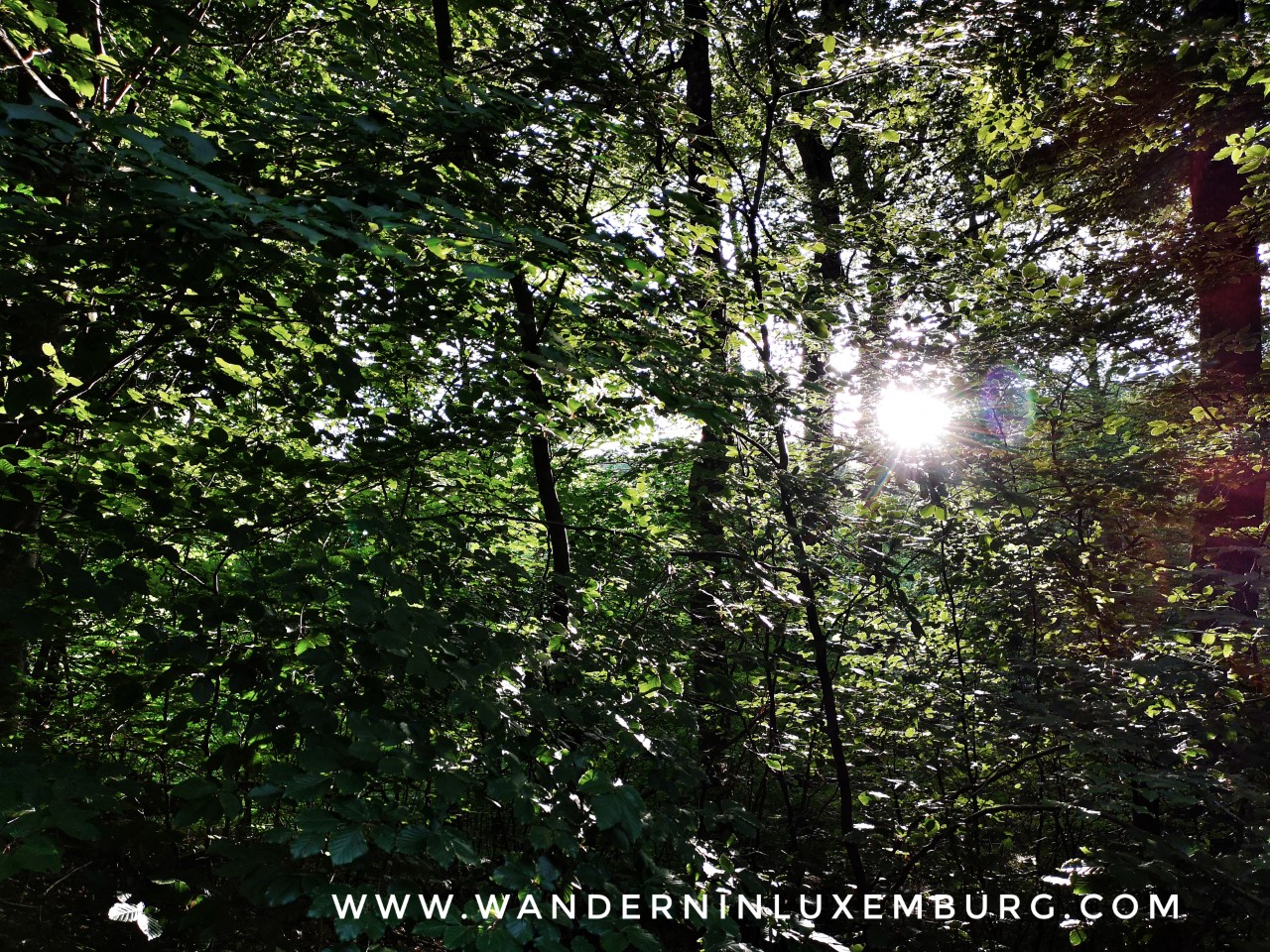 Mehr über den Artikel erfahren Schengen – Naturwaldreservat Grouf 6,4km (4,2km)