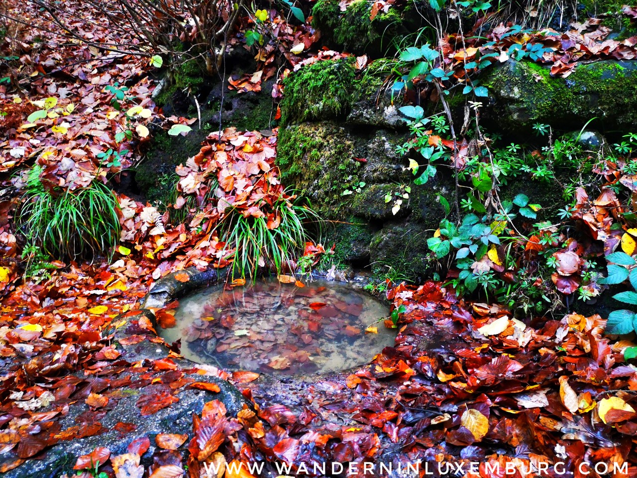 Mehr über den Artikel erfahren Waldhof – Grünewald – Schetzelweg – 6,5km
