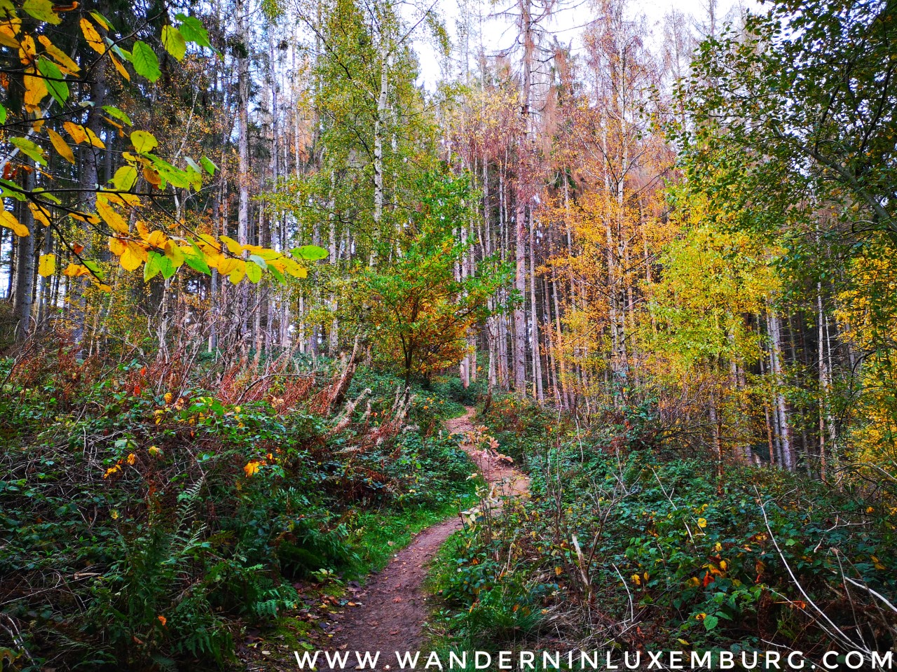 Mehr über den Artikel erfahren Junglinster – Autopedestre – 9,2km
