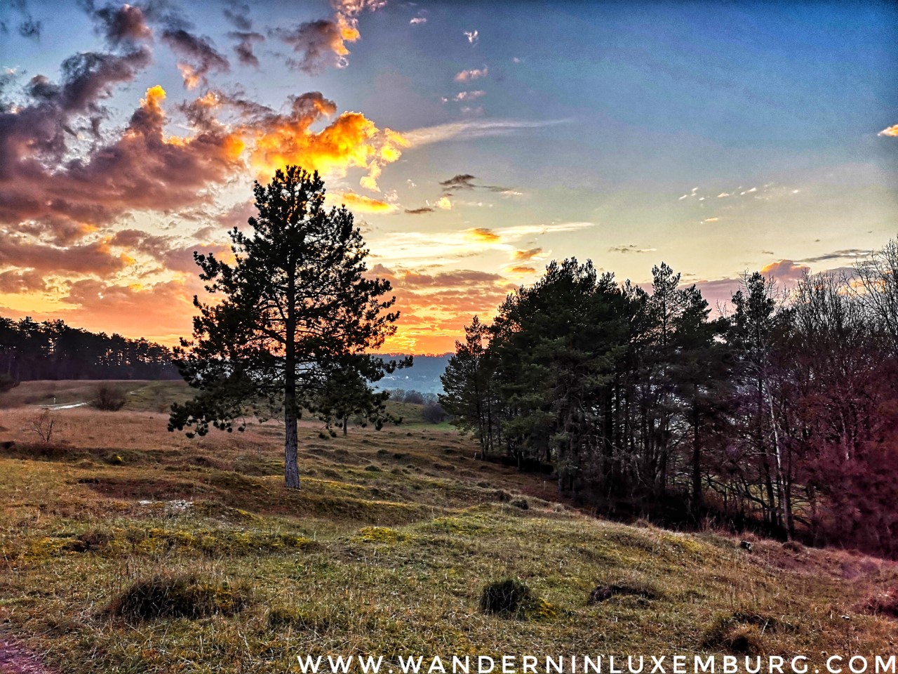 Mehr über den Artikel erfahren Oberanven – Lehrpfad auf der Aarnescht – 5,5km