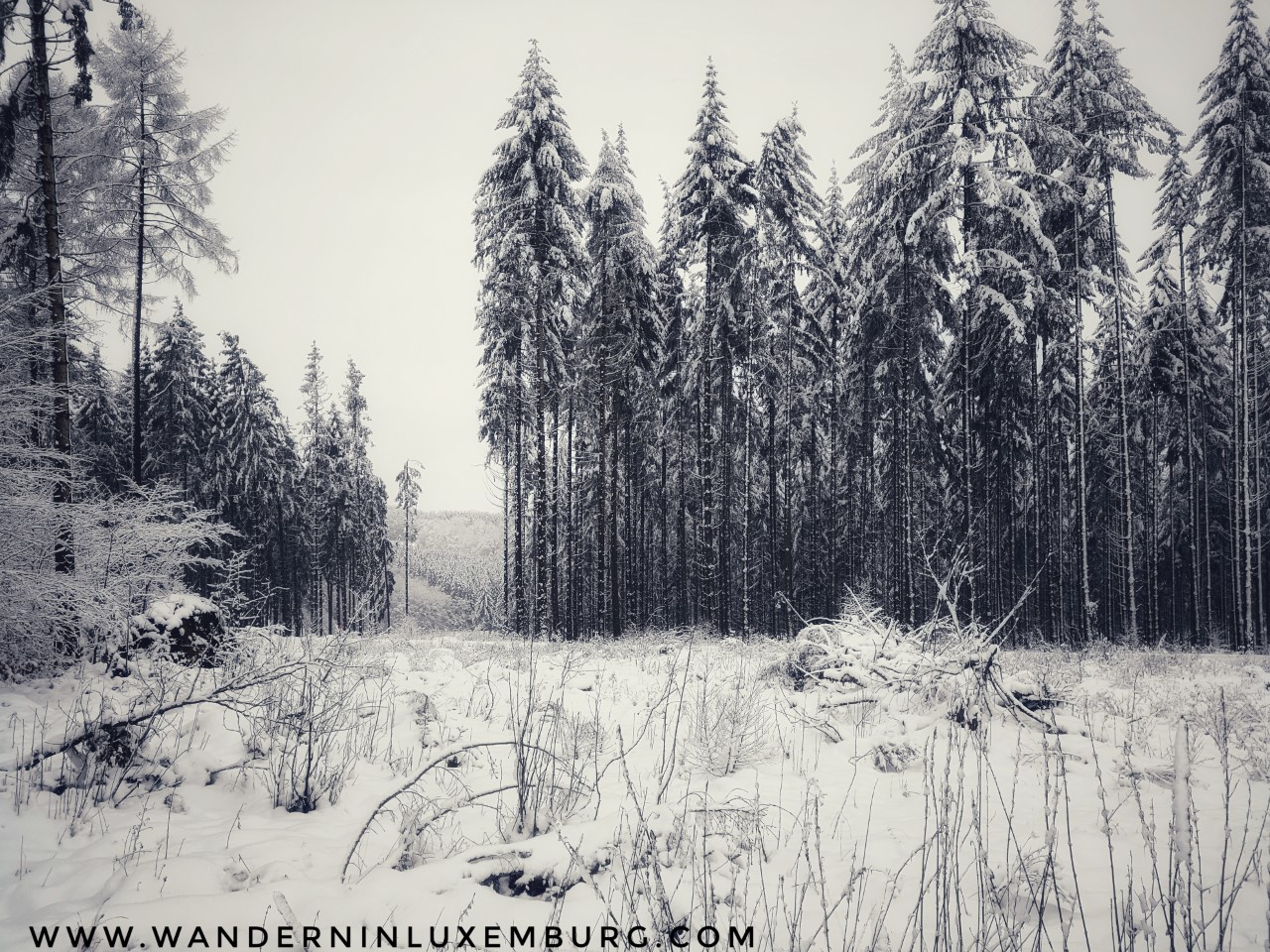 Mehr über den Artikel erfahren Rambrouch – Autopedestre – 11km