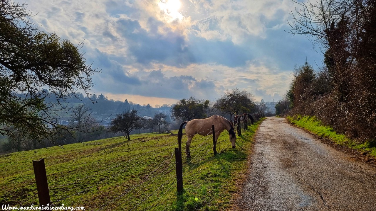 Mehr über den Artikel erfahren Dalheim – Autopedestre – 7,9km