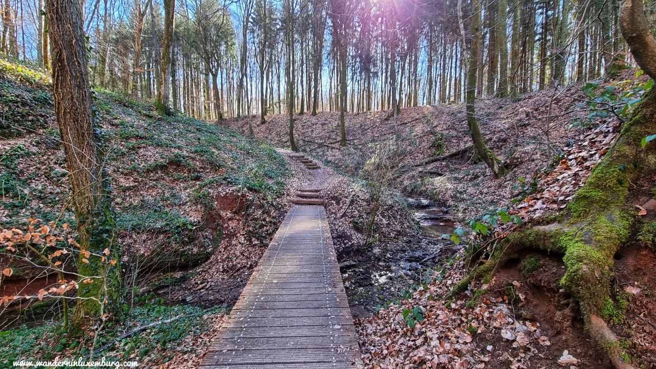 Mehr über den Artikel erfahren Reimberg – GuttlandTrail (Siwe-Brécke-Wee)  – 5,3km