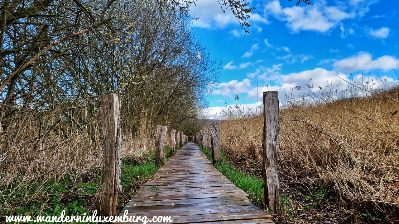 Mensdorf – Schlammwiss – 3,5km