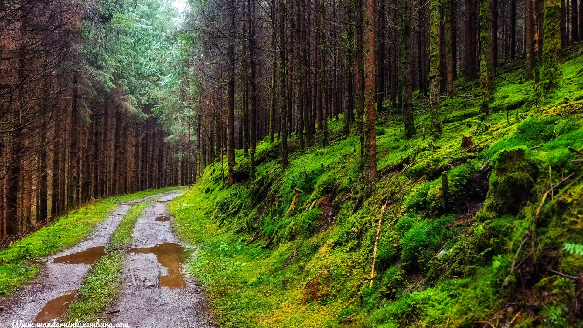 Mehr über den Artikel erfahren Lieler – Autopedestre – 7,84km (Weiswampach – Autopedestre 1 -16,5km)