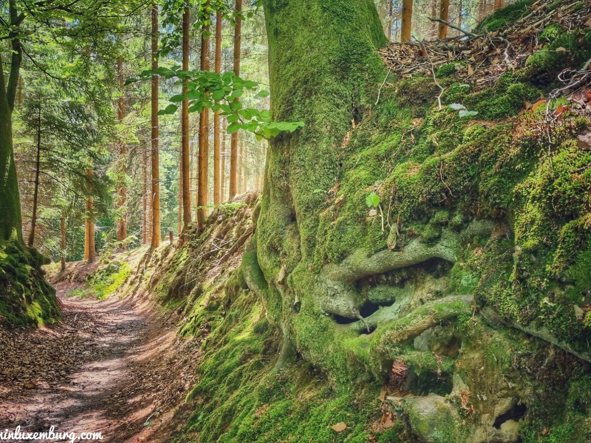 Buschdorf – Autopedestre – 8,6km