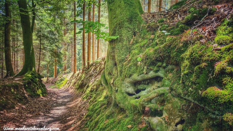 Mehr über den Artikel erfahren Buschdorf – Autopedestre – 8,6km