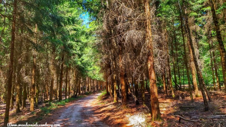 Mehr über den Artikel erfahren Bigelbach – R5 – 7,8km