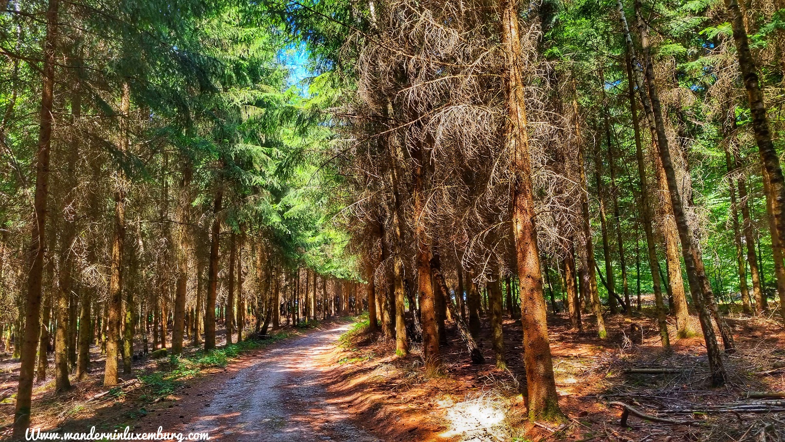 Mehr über den Artikel erfahren Bigelbach – R5 – 7,8km