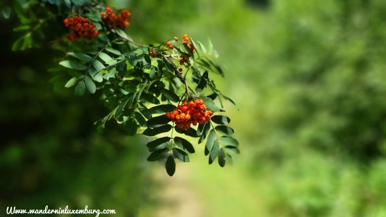 Mehr über den Artikel erfahren Fischbach – F5 – 4,34km