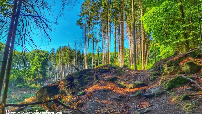Mehr über den Artikel erfahren Haller – W4 – 6,16km