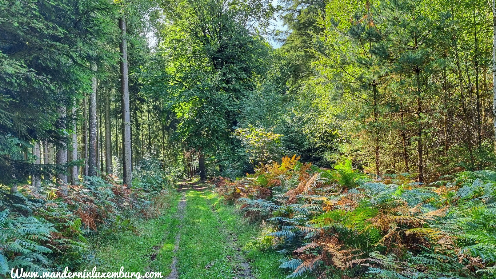 Mehr über den Artikel erfahren Junglinster – J4 – 12,6km