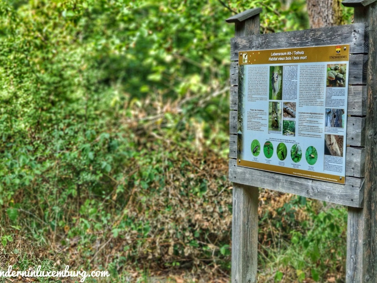 Greiveldange – Waldlehrpfad Rackeweier – 3,69km