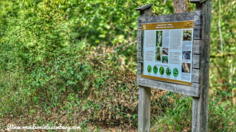 Mehr über den Artikel erfahren Greiveldange – Waldlehrpfad Rackeweier – 3,69km