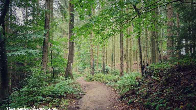 Mehr über den Artikel erfahren Trintange – Daller Trëppeltour – 4,2km
