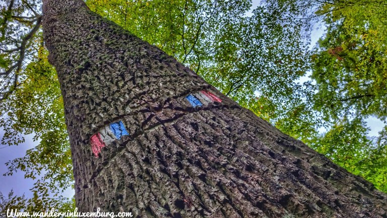Mehr über den Artikel erfahren Weiler-la-Tour – Steekauzwee – 6,7km