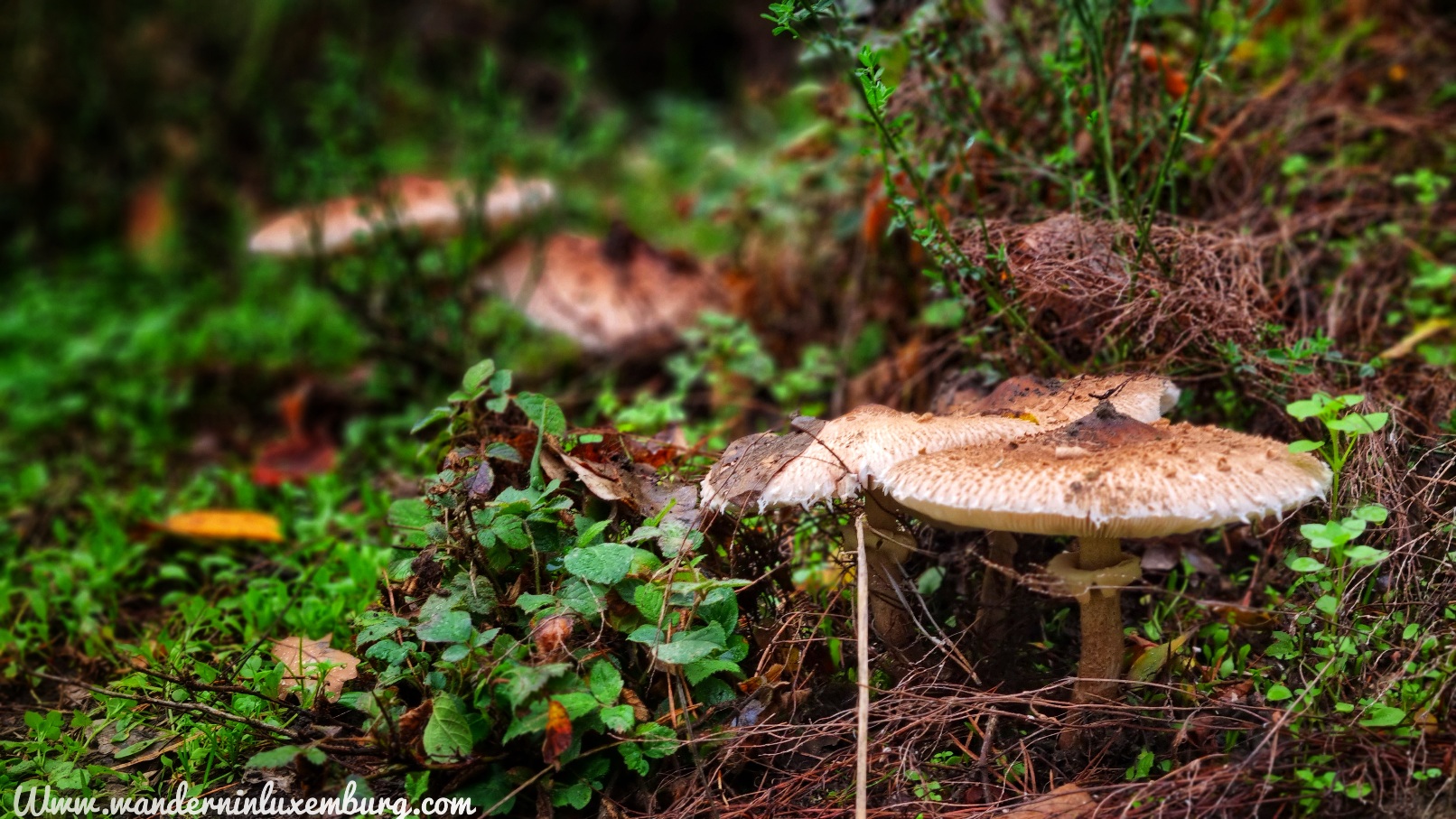 Mehr über den Artikel erfahren Godbrange – J18 – 5,3km