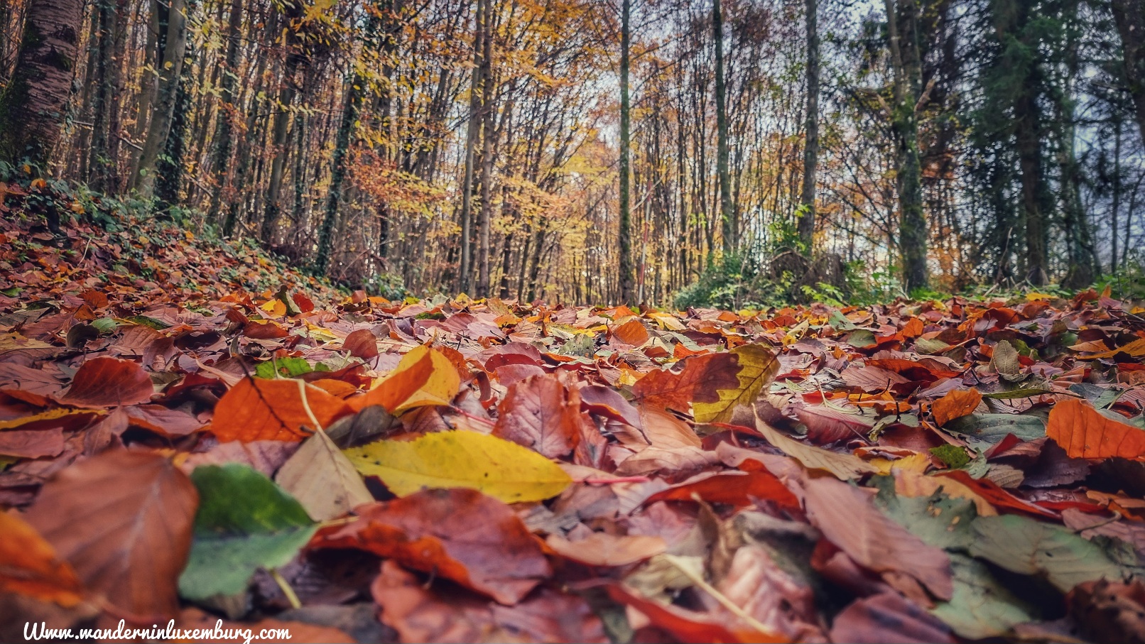 Mehr über den Artikel erfahren Contern – Natur und Umwelt – 8,5km