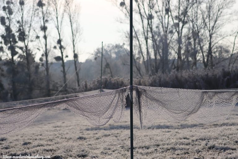 Mehr über den Artikel erfahren Uebersyren – Naturreservat Schlammwiss