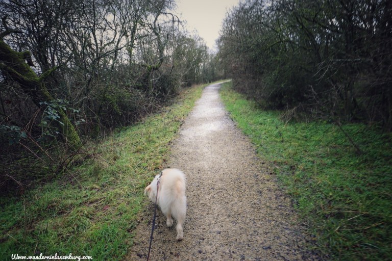Mehr über den Artikel erfahren Wenn der Hund entscheidet, wo es lang geht