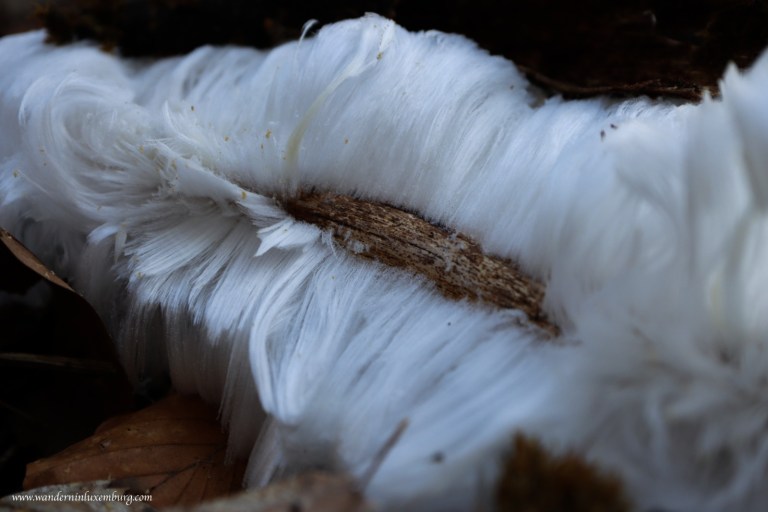 Mehr über den Artikel erfahren Naturphänomen Haareis