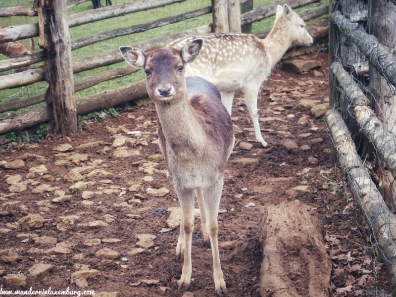 Esch-sur-Alzette – Escher Deierepark
