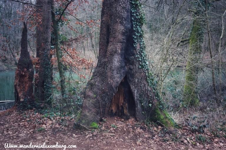 Mehr über den Artikel erfahren Esch-sur-Alzette – Lehrpfad Ellergronn – 3,5km