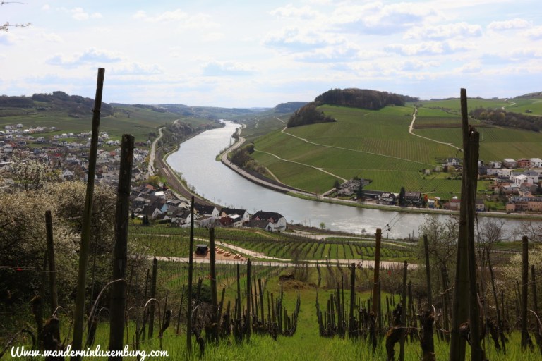 Mehr über den Artikel erfahren (D) Nittel – Felsenweg N3 – 6,5km