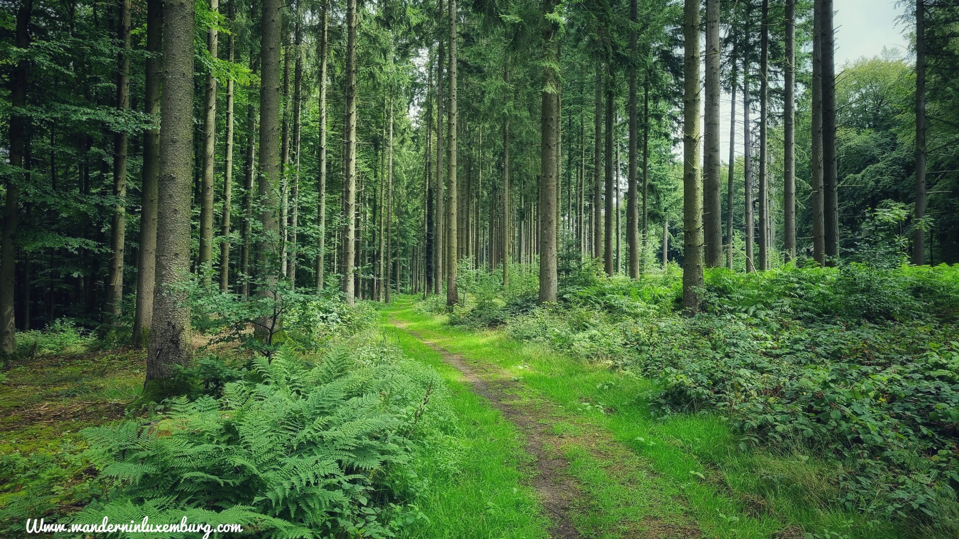 Mehr über den Artikel erfahren Walferdange – Kunst im Wald – 5km