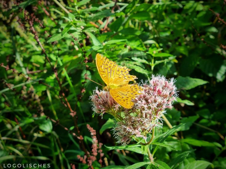 Mehr über den Artikel erfahren Wormeldange – Wuetelberg – 6km
