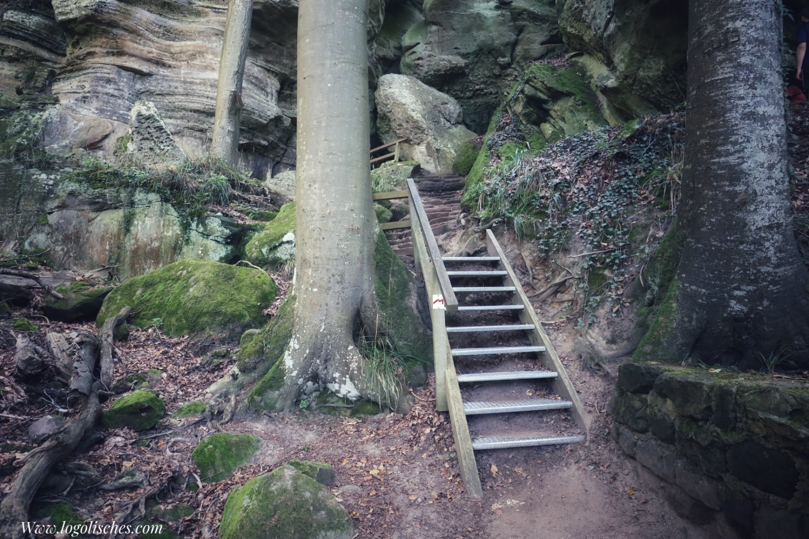 Mehr über den Artikel erfahren Müllerthal – W3 – 11,1km