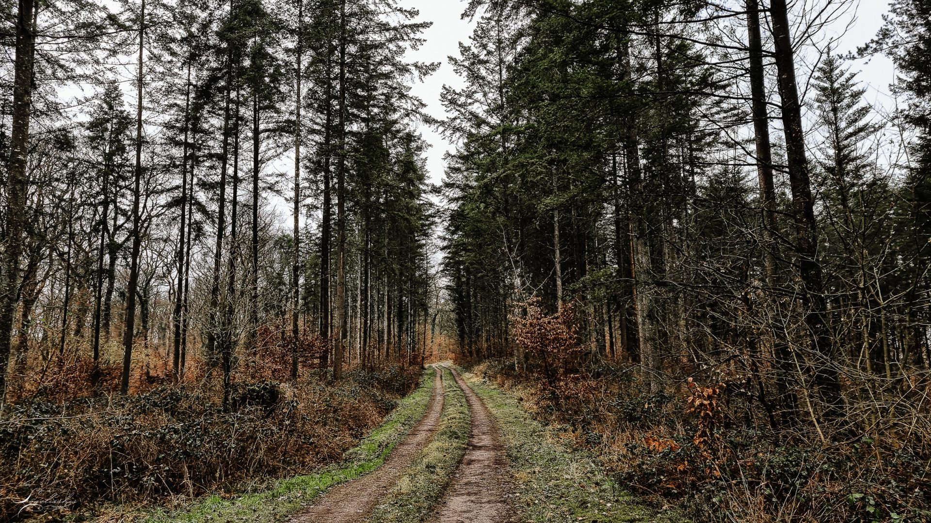 Mehr über den Artikel erfahren Schieren – SI1 – 7km