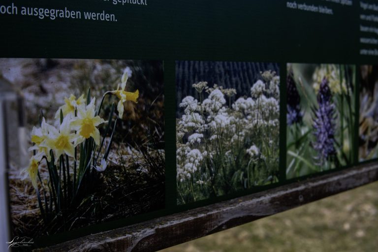 Mehr über den Artikel erfahren (D) Hollerath – Narzissenwanderweg – 5/7km