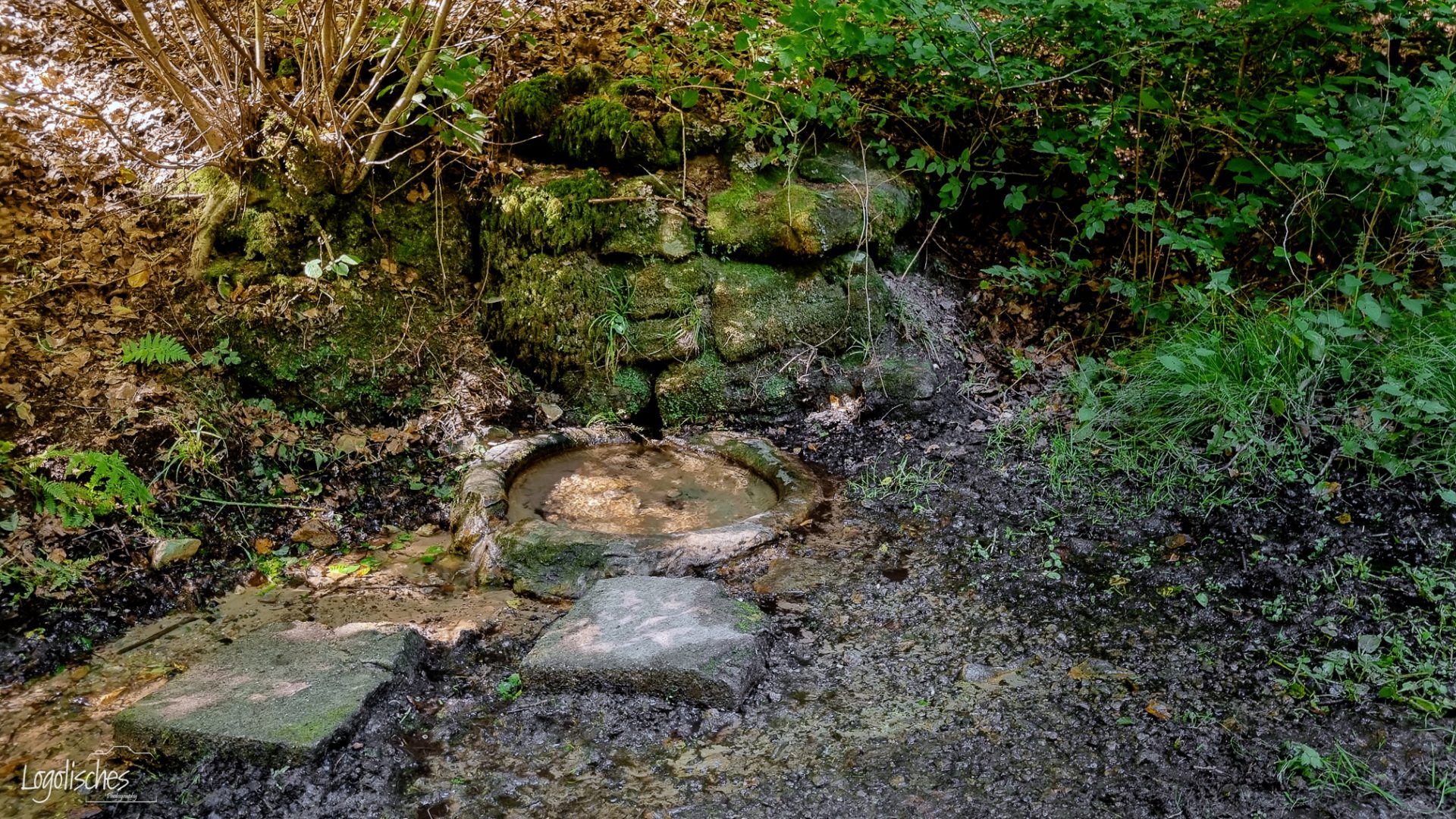 Mehr über den Artikel erfahren Gréngewald – Autopedestre – 5,3km