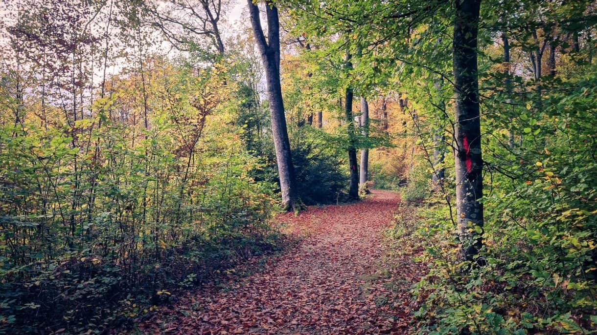 Mehr über den Artikel erfahren Bissen – Komfort-Wanderweg – 3,08km
